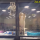 Photo: JoLinn Pet House